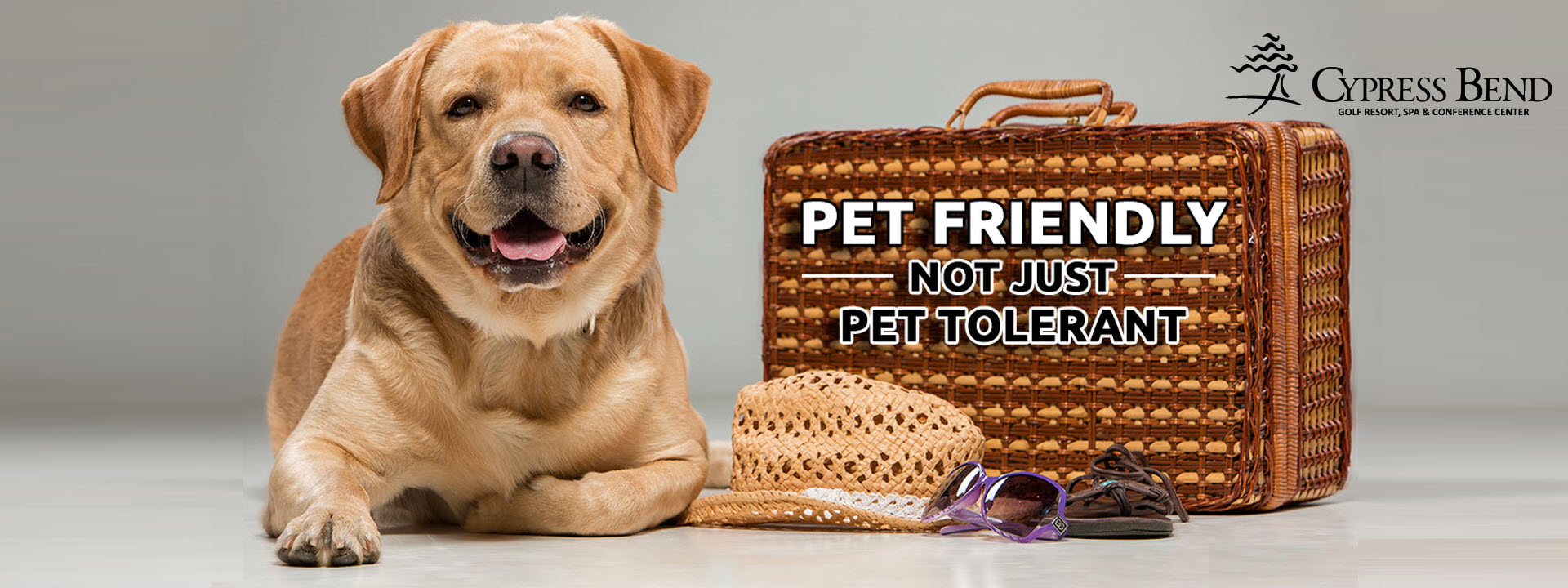 Dog with pet friendly suitcase