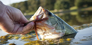 Caught fish