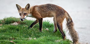 Fox on the course